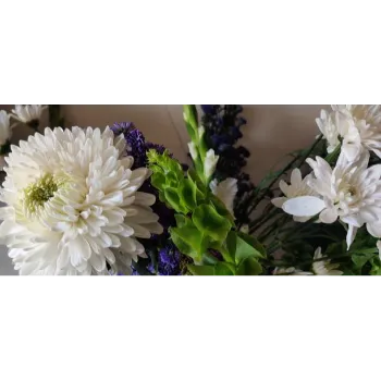 White Chrysanthemum Plant
